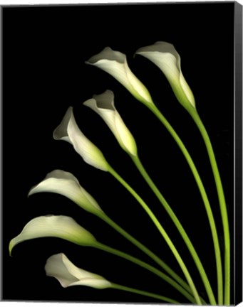 Framed Crystal Blush Calls Lily 1 Print