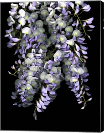 Framed Wisteria Print