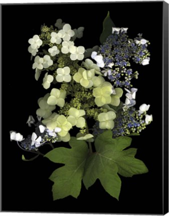 Framed Hydranga Print