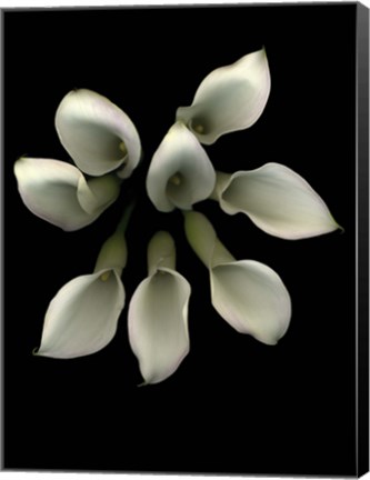 Framed Crystal Blush Calla Lily 2 Print