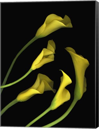Framed Calla Lilies 1 Print