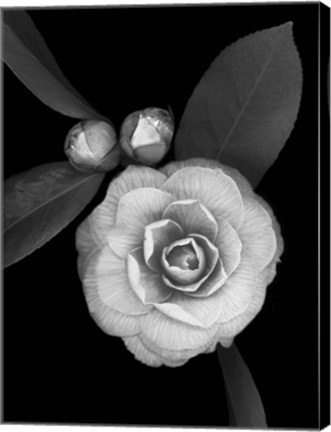 Framed Camellia with Buds Print