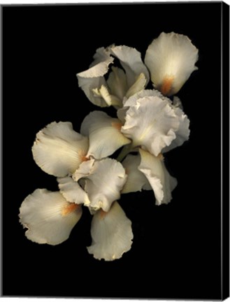 Framed Peach Iris Print