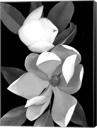 Framed White Magnolia 1 Print