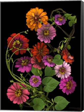Framed Zinnia &amp; Morning Glory Vines Print