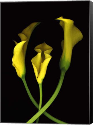 Framed Calla Lilies 2 Print