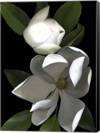 Framed White Magnolia 2 Print
