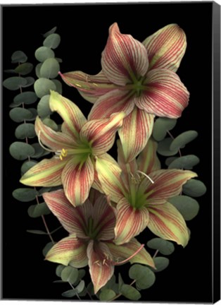 Framed 4 Red &amp; White Amaryllis &amp; Eucalyptus Print