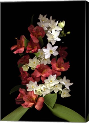 Framed Paperwhites &amp; Red Alstromeria Print