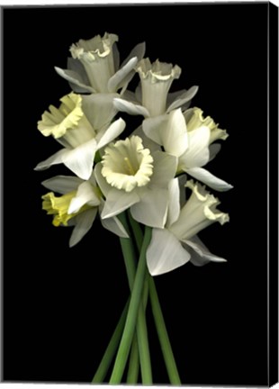 Framed Daffodils 3 Print