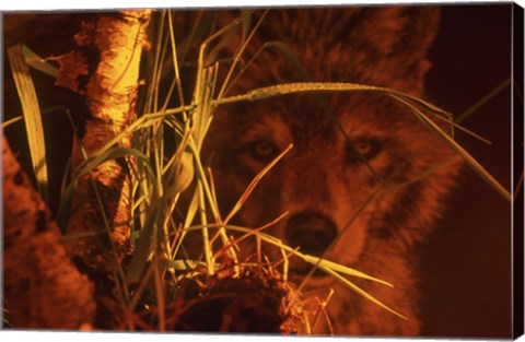 Framed First Light Print