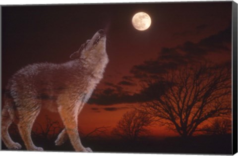 Framed White Wolf And Full Moon Print