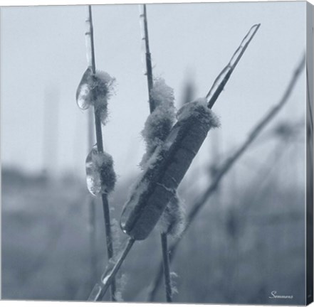 Framed Ice Cattail 1 Print