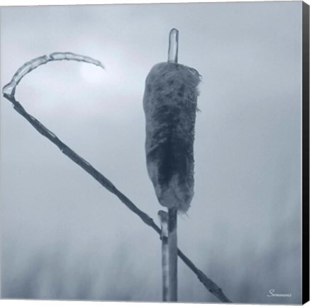 Framed Ice Cattail 2 Print