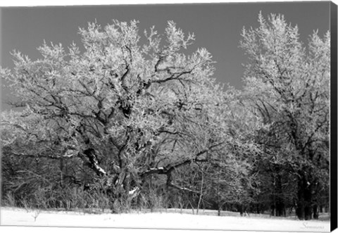 Framed Winter Frost 4 Print