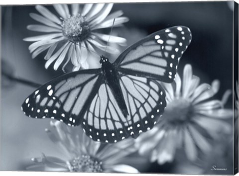 Framed Monarch On Wildflower Print
