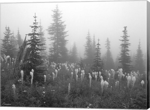 Framed Evergreens And Field Mist 7 Print