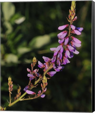 Framed Shades Of Nature Purple Flower Print