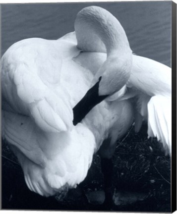 Framed Snow Goose Print