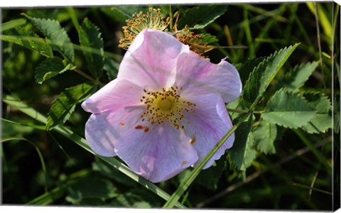 Framed Shades Of Nature Pink And White Bloom On Green Print