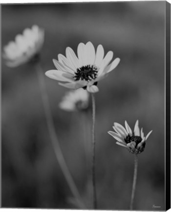 Framed Wildflowers 8 Print