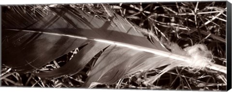 Framed Feather and Shrub Print