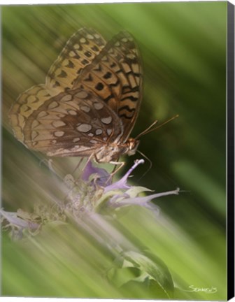 Framed Natural Motif XI Print