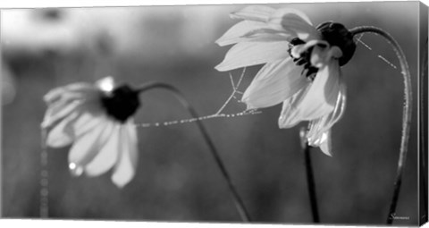 Framed Wildflowers 2 Print