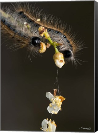 Framed Catepillar On White Flower Buds Print