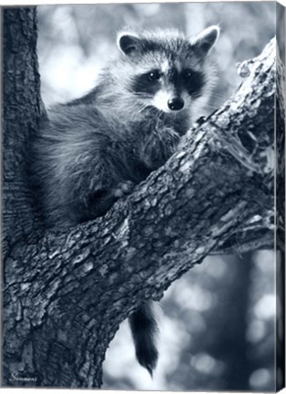 Framed Raccoon Print