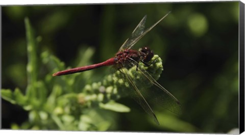 Framed Shades Of Nature Red Dragonfly Print