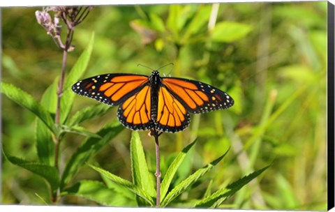 Framed Shades Of Nature Butterfly Print