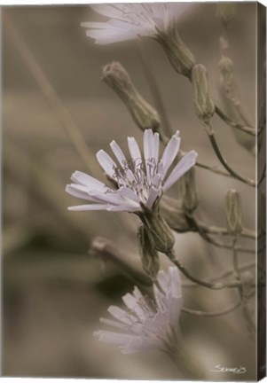 Framed White Flower Cluster Print