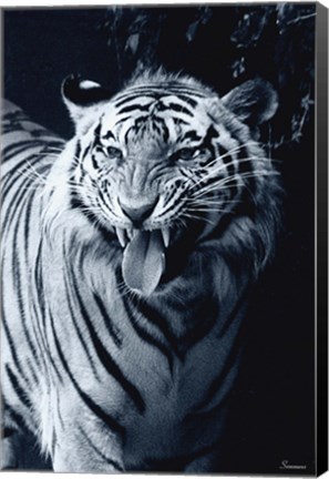 Framed White Tiger 2 Print