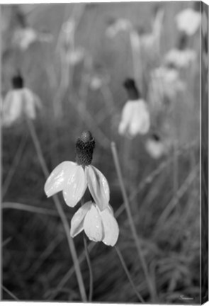 Framed Wildflowers 9 Print