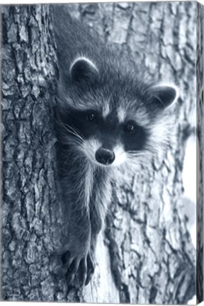 Framed Raccoon 3 Print