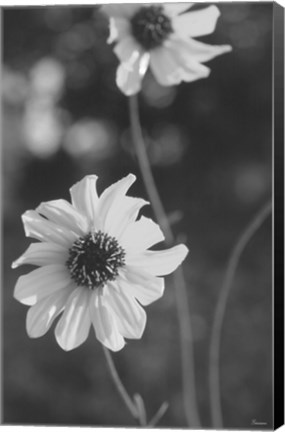 Framed Wildflowers 11 Print