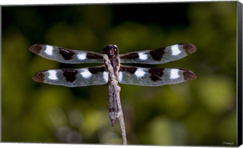 Framed Dragonfly With Brown And White Speckle Print