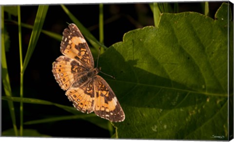 Framed Orange And Brown Butterfly On Leaf Print