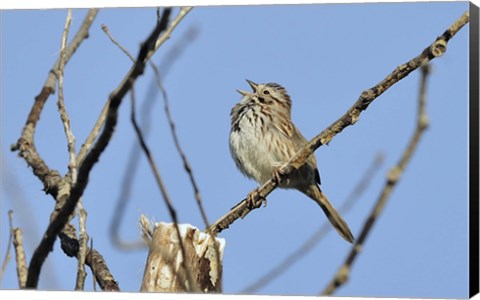 Framed Singing Bird On Branch Print