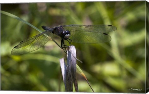 Framed Dragonfly Perched On Blade Print