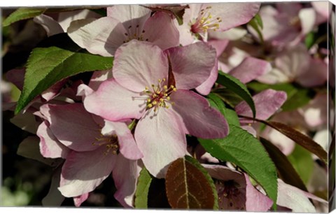 Framed Pink Flower Bush Print