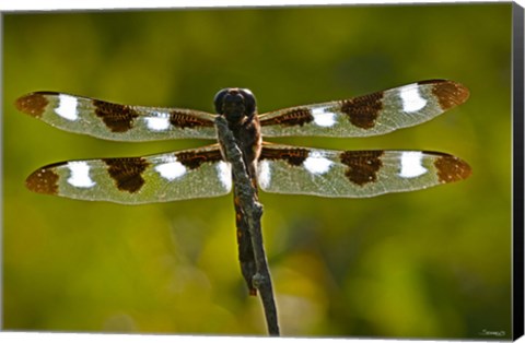 Framed Dragonfly With Brown And White On Branch Print