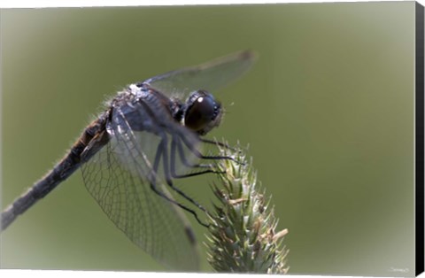 Framed Dragonfly Landing On Flower Print