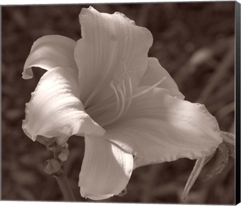 Framed Sepia Flower 1 Print