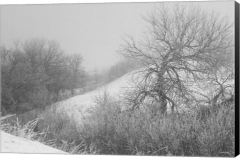 Framed Winter Snow And Brush I Print