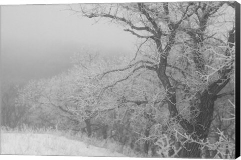 Framed Winter Snow And Trees 2 Print