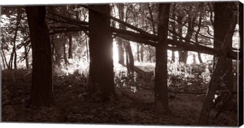 Framed Woods And Sunlight II Print