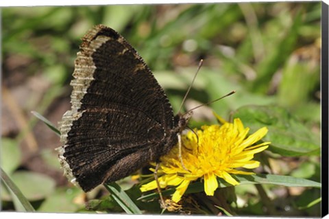Framed Brown And Cream Insect On Yellow Flower Print