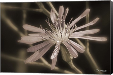 Framed Pink Flower Petal Closeup Print